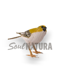 ▷ REYEZUELO SENCILLO (Regulus regulus) Pájaro de PITA | Soul Natura - Imagen 1