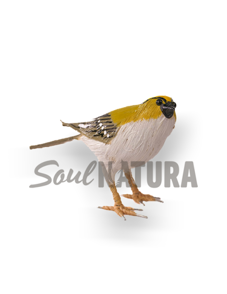 ▷ REYEZUELO SENCILLO (Regulus regulus) Pájaro de PITA | Soul Natura - Imagen 1
