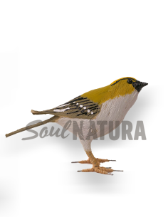 ▷ REYEZUELO SENCILLO (Regulus regulus) Pájaro de PITA | Soul Natura - Imagen 2