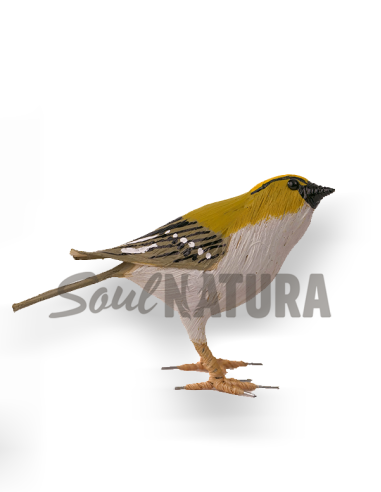▷ REYEZUELO SENCILLO (Regulus regulus) Pájaro de PITA | Soul Natura - Imagen 2