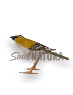 ▷ REYEZUELO LISTADO Pájaro de PITA | Soul Natura - Imagen 2