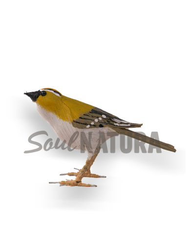 ▷ REYEZUELO LISTADO Pájaro de PITA | Soul Natura - Imagen 1