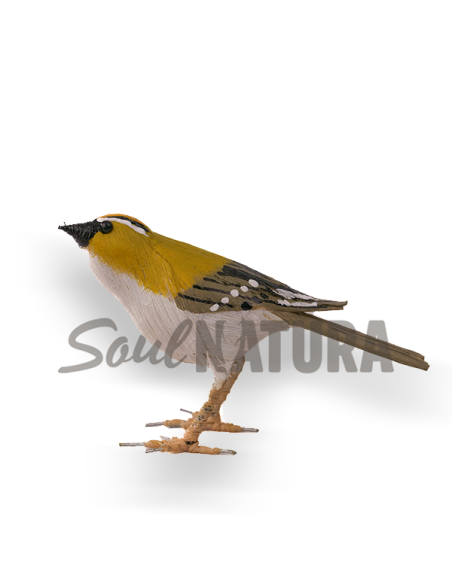 ▷ REYEZUELO LISTADO Pájaro de PITA | Soul Natura - Imagen 1