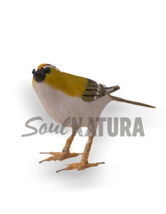 ▷ REYEZUELO LISTADO Pájaro de PITA | Soul Natura - Imagen 1