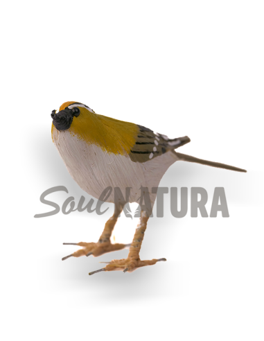 ▷ REYEZUELO LISTADO Pájaro de PITA | Soul Natura - Imagen 2