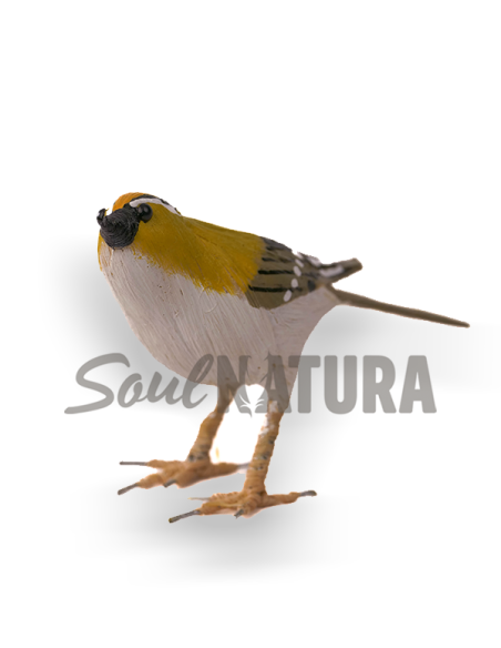 ▷ REYEZUELO LISTADO Pájaro de PITA | Soul Natura - Imagen 2