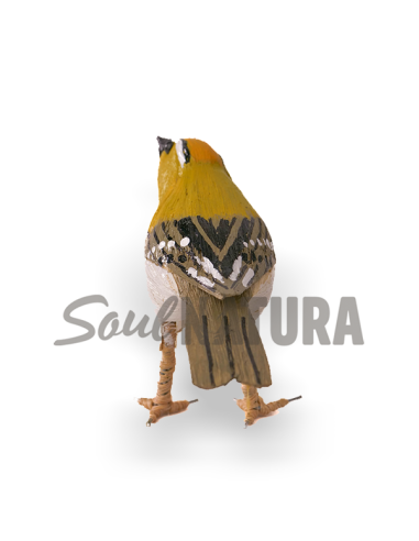 ▷ REYEZUELO LISTADO Pájaro de PITA | Soul Natura - Imagen 3