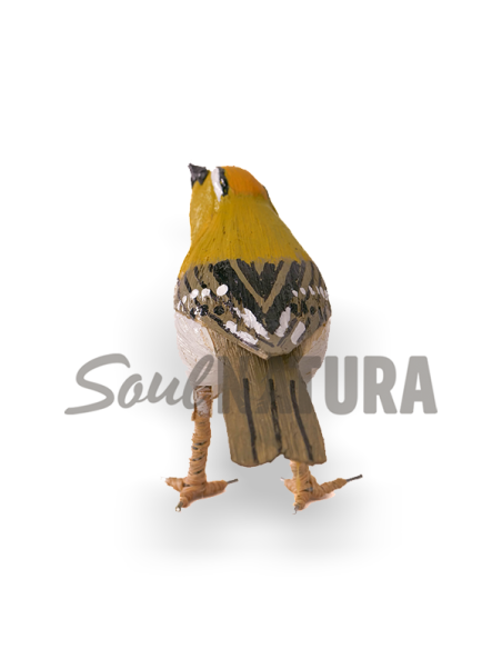 ▷ REYEZUELO LISTADO Pájaro de PITA | Soul Natura - Imagen 3